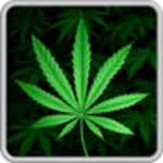 my ganja live wallpaper android application logo